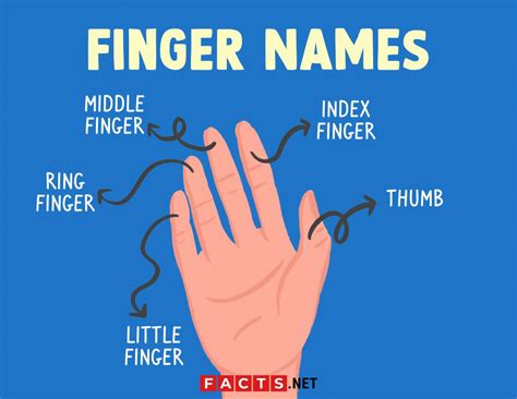 5隻手指|【單字攻略】Names of the fingers｜五隻手指頭 英文 